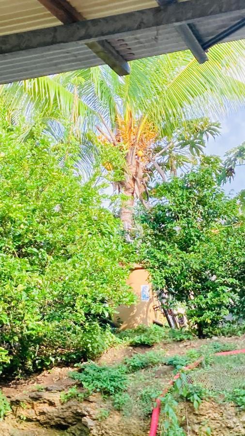 Citron Vert Grand Anse Ngoại thất bức ảnh